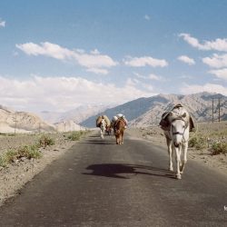 photo on the top of the world ladakh india