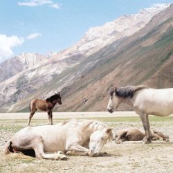 photo on the top of the world ladakh india